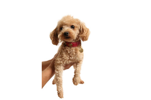販売中のティーカッププードルの親犬